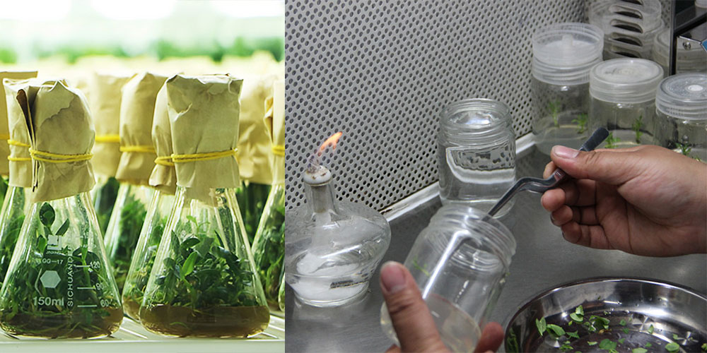 1649926962100115.jpg 組培室裝修與設計.jpg